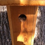 Birdhouse, nest